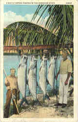 Fishing: A Day's Tarpon Fishing in the Sunshine State Postcard Postcard