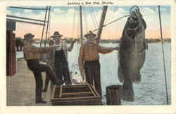 Fishing: Landing a Jew Fish, Florida Postcard