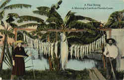 Fishing: A Fine String. A Morning's Catch on Florida Coast Postcard