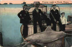 Fishing: Porpoise caught in Florida Waters Postcard