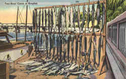 Fishing: Two-Hour Catch of Kingfish Postcard