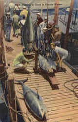 Fishing: Fishing is Good in Florida Waters Postcard