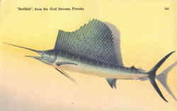 Fishing: Sailfish, from the Gulf Stream Postcard
