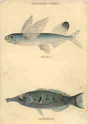 Fishing: Hawaiian Fishes, Malolo, Gomphosus Postcard Postcard