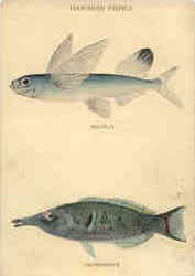 Fishing: Hawaiian Fishes, Malolo, Gomphosus Postcard