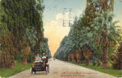 A Country Road in California, Eucalyptii and Palms Postcard