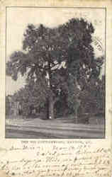 The Big Cottonwood Dayton, KY Postcard Postcard