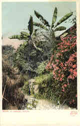 A Tropical Tangle Flowers Postcard Postcard
