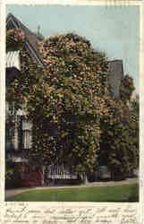 Gold of Ophir Rose-Bush Postcard