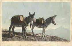 A Temperance Outfit - Mules, Donkeys Postcard