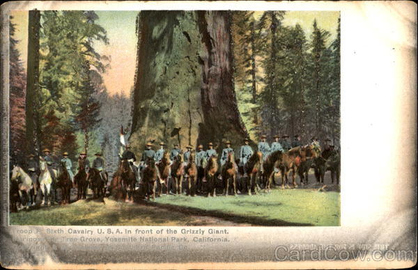 Troop F. Sixth Cavalry In Front Of The Grizzly Giant