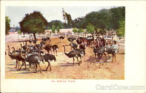 An Ostrich Farm Ostriches