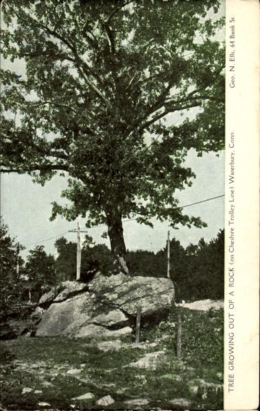 Tree Growing Out Of A Rock, Cheshire Trolley Line Waterbury Connecticut