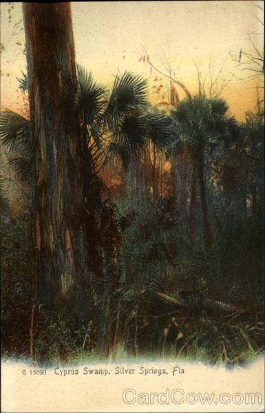 Cyprus Swamp Silver Springs Florida