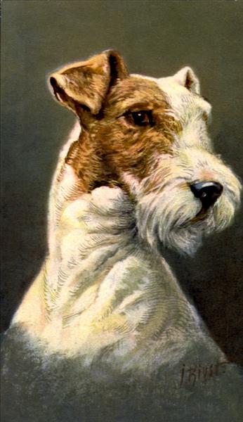 Terrier Dogs