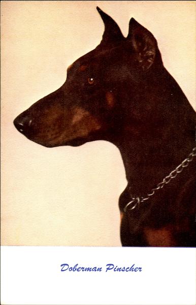Doberman Pinscher Dogs