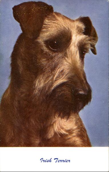 Irish Terrier Dogs