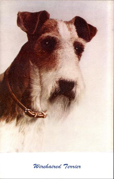 Wirehaired Terrier Dogs