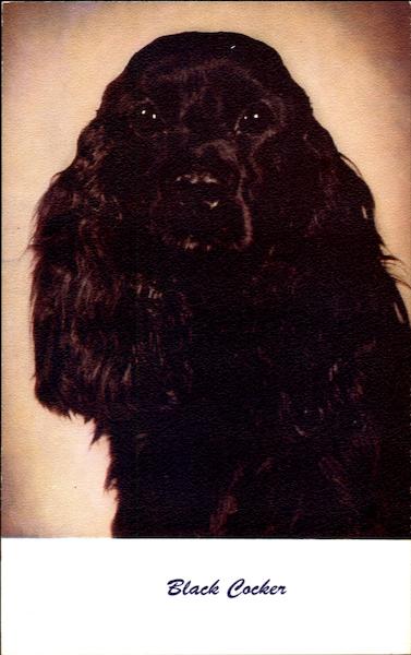 Black Cocker Dogs