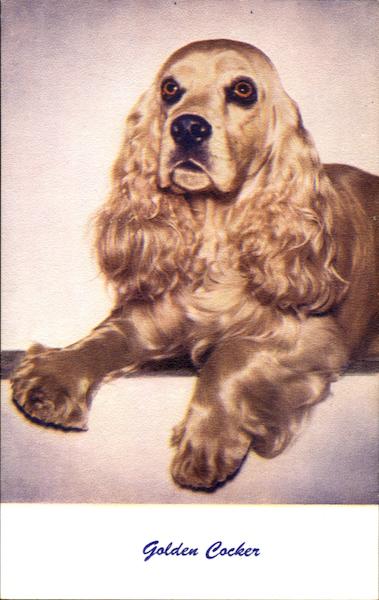 Golden Cocker Dogs
