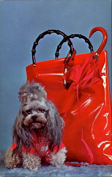 Pure-Bred Toy Poodle Dogs