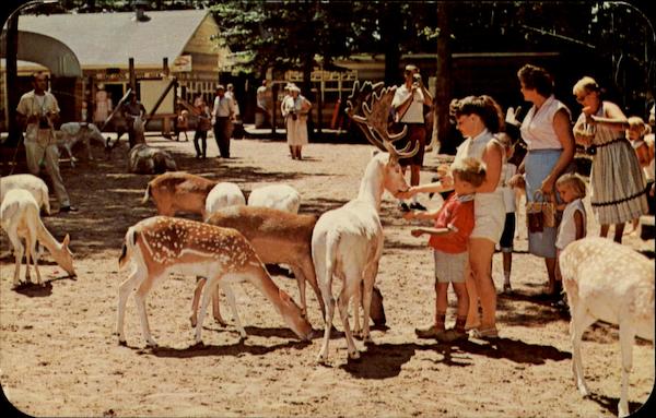 Deer Forest, Paw Paw Lake Coloma Michigan