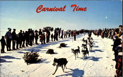 Winter Carnival Time Dog Sled Team Dogs Postcard Postcard