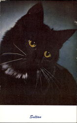 Sultan Postcard
