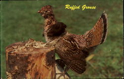 Ruffed Grouse Postcard
