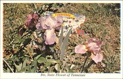 Greetings From Tennessee Postcard