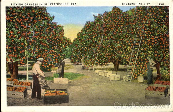 Picking Oranges In The Sunshine City St. Petersburg Florida