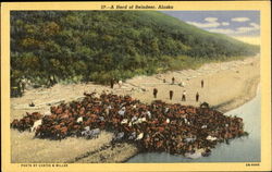 A Herd Of Reindeer Postcard