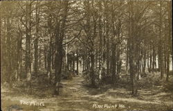 The Pines Pine Point, ME Postcard Postcard
