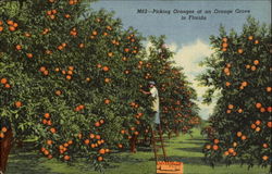 Picking Oranges At An Orange Grove, 42nd Ave Postcard