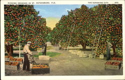 Picking Oranges In The Sunshine City Postcard