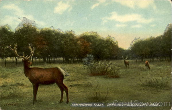 Deer In Brackenridge Park San Antonio Texas