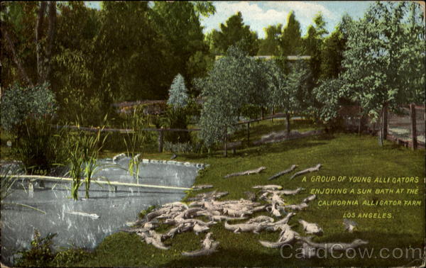 A Group Of young Alligators Los Angeles California