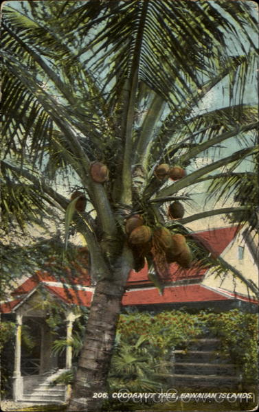 Cocoanut Tree Scenic Hawaii