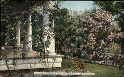 Foliage About A New Orleans Postcard