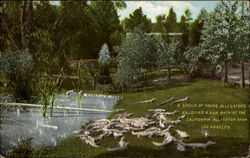 A Group Of young Alligators Postcard