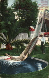 Alligator Shooting The Chutes, Alligator Farm Postcard