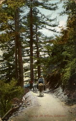 Trail Up Mt. Wilson Mount Wilson, CA Postcard Postcard