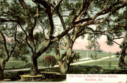 Oak Trees at Busch's Sunken Garden Postcard