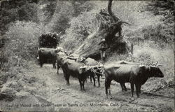 Hauling Wood With Oxen Team in Santa Cruz Mountains Postcard