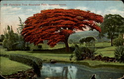 Ponciana Tree Moanalua Park Postcard