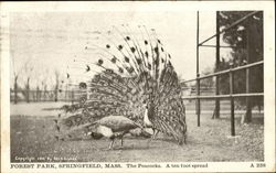 The Peacocks, Forest Park Postcard