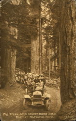 Big Trees and Government road, Rainier National Park Big Trees and Government road, Rainier National Park
