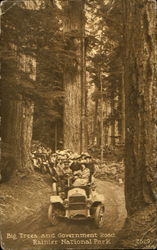 Big Trees and Government road, Rainier National Park Postcard