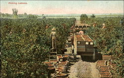 Picking Lemons Fruit Postcard Postcard