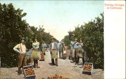 Picking Oranges In California Postcard
